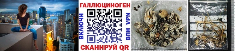 Галлюциногенные грибы Psilocybine cubensis Северобайкальск